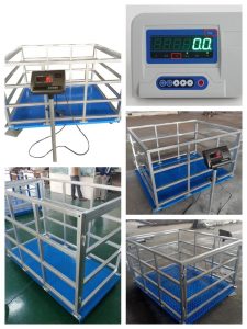 digital cattle weigh scale