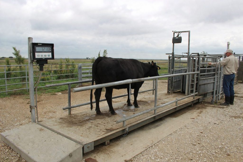 A worn cattle weigh scale on a farm showing rusted platform and maintenance inspection highlighting accuracy issues.