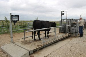 A worn cattle weigh scale on a farm showing rusted platform and maintenance inspection highlighting accuracy issues.