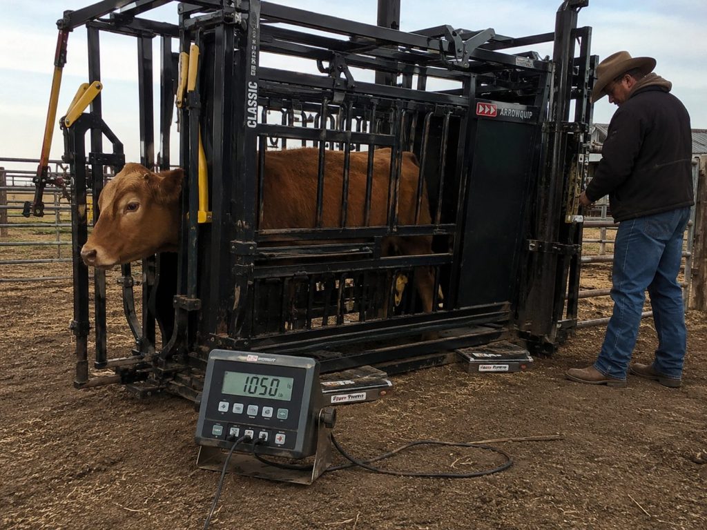 Cattle being weighed in a squeeze chute equipped with livestock scale load bars.