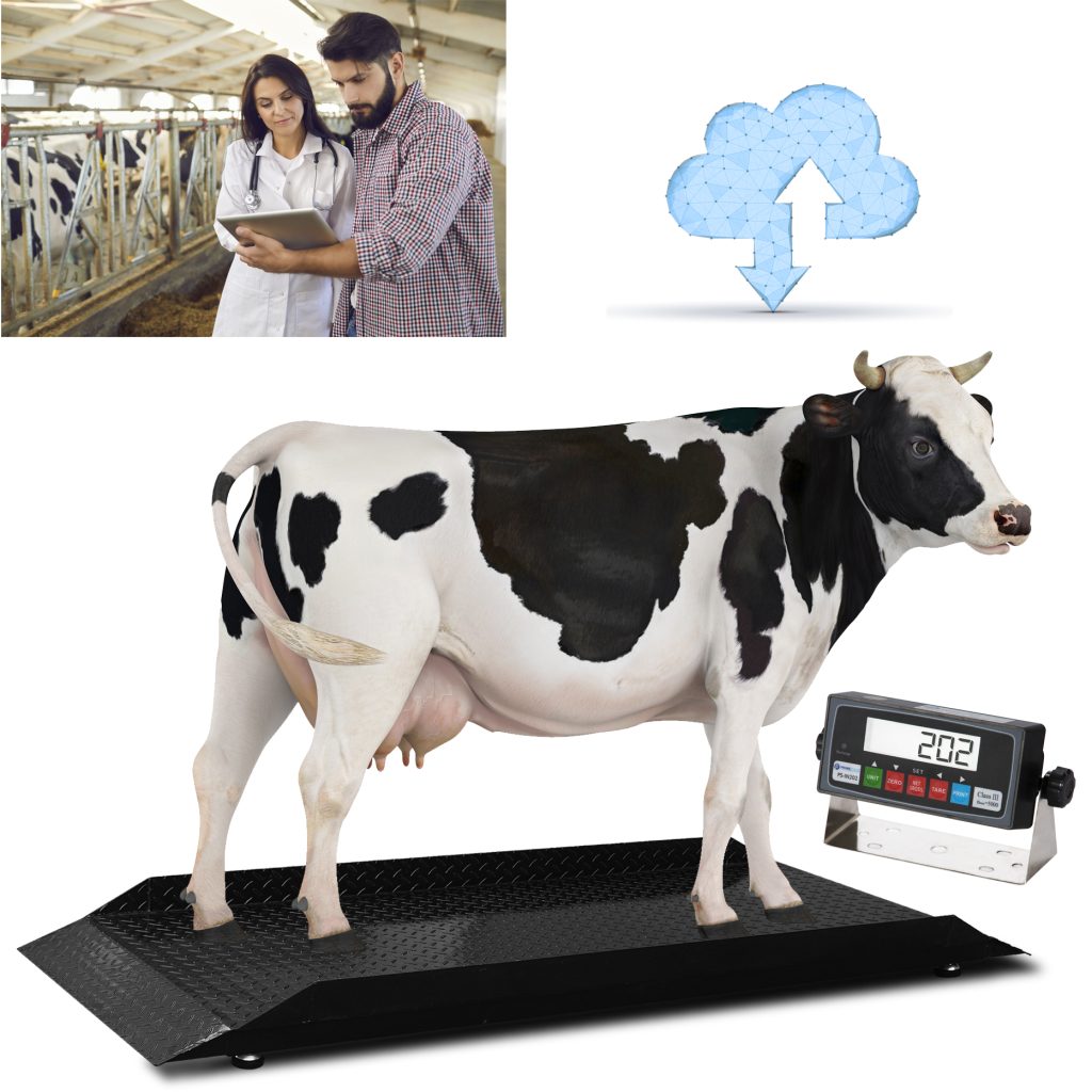 cattle scale and digital indicator to weigh livestock accurately