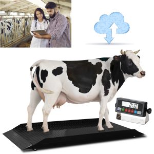cattle scale and digital indicator to weigh livestock accurately