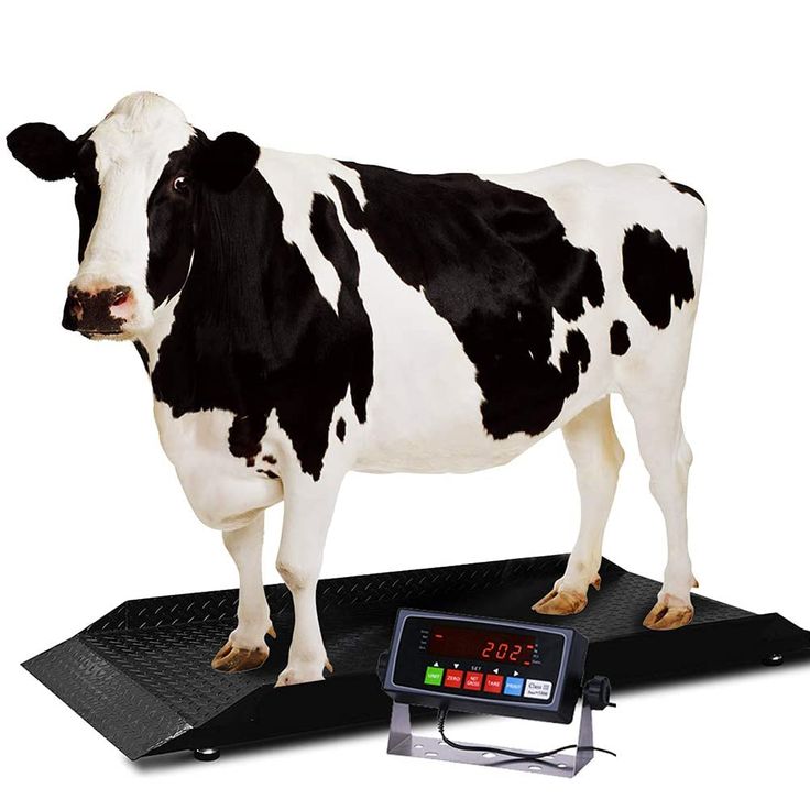 dairy cow standing on a black portable cattle weighing scale with a digital indicator display