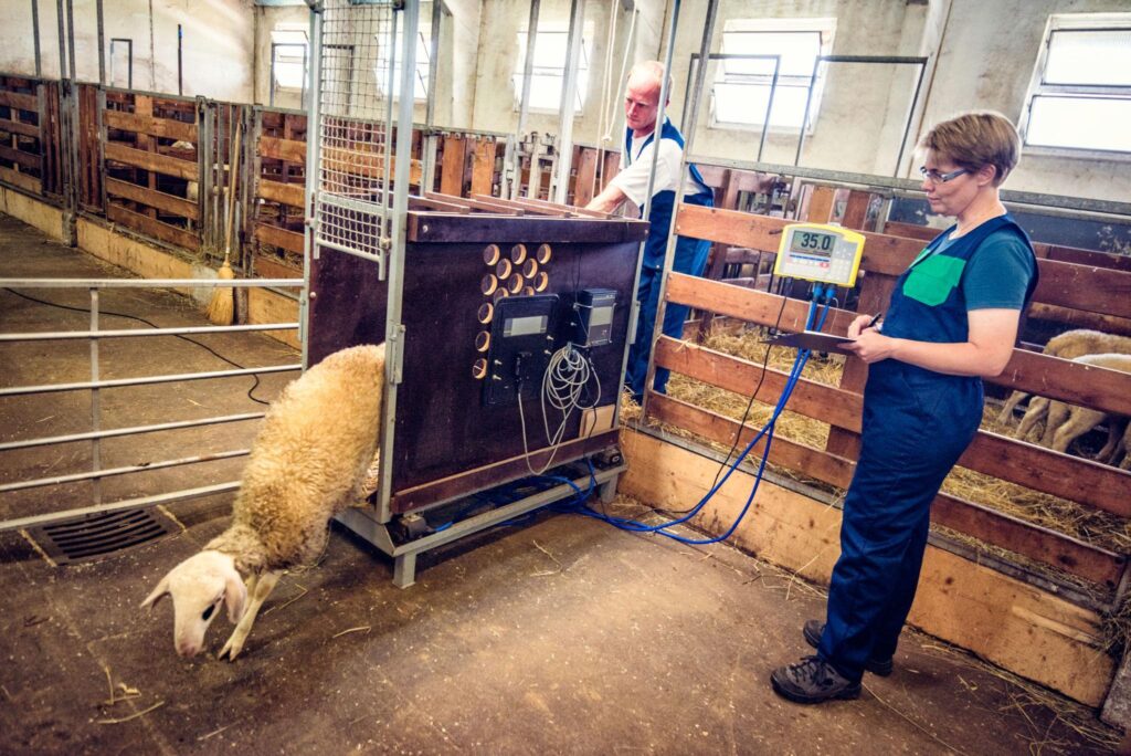 Livestock weighing system with digital scale platform for accurate cattle weight measurement